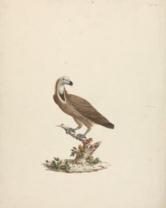 Geier