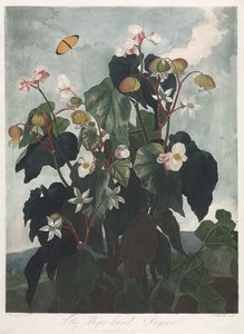 Der Tempel der Flora oder Garten der Natur: Die Schiefblättrige Begonie von James Caldwall