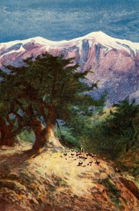 Zedern des Libanon - Matt. xii. 33