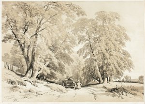 Esche, aus Der Park und der Wald