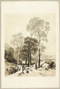 Birke und Eiche, aus Der Park und der Wald von James Duffield Harding