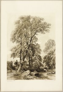 Ulme und Birke, aus Der Park und der Wald von James Duffield Harding