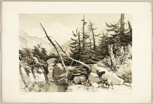 Lärche, aus Der Park und der Wald von James Duffield Harding