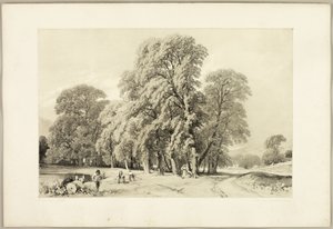 Platanen, aus Der Park und der Wald