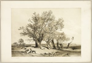 Kopfweide, aus Der Park und der Wald von James Duffield Harding