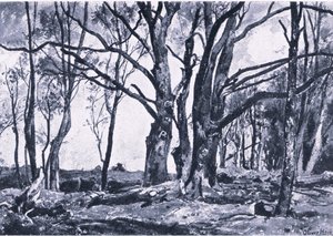 Kopfweiden in den Wiesen von Windsor, Nature in Britain, veröffentlicht von Collins