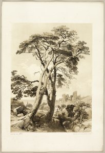 Schottische Kiefer, aus "Der Park und der Wald"