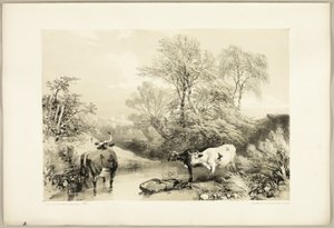 Dorn, Weide, Buche und Birke, aus Der Park und der Wald von James Duffield Harding