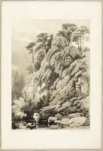 Ulme und Tannen, aus Der Park und der Wald von James Duffield Harding
