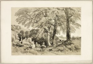 Ulme, aus Der Park und der Wald von James Duffield Harding