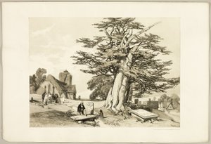 Eibe, aus Der Park und der Wald von James Duffield Harding