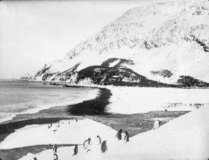 Ein Blick entlang der Küste mit Pinguinen im Vordergrund, Südgeorgien von James Francis Hurley