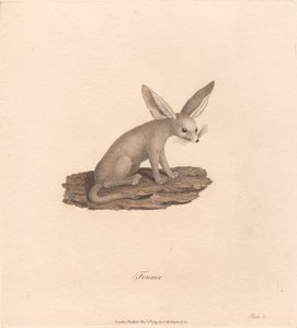 Fennek