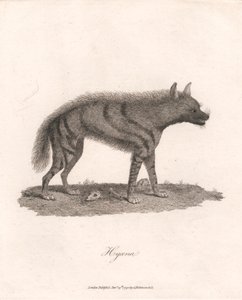 Hyäne von James Heath