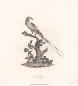 Sheregrig von James Heath