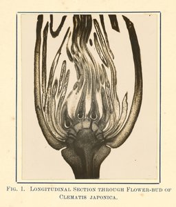 [Ansicht von Clematis Japonica - Längsschnitt] von James Hornell