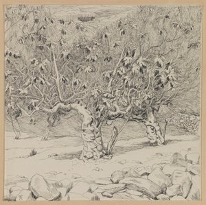Feigenbaum, Tal von Hinnom, Illustration aus Das Leben unseres Herrn Jesus Christus von James Jacques Joseph Tissot