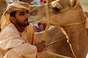 Ein Omaner küsst sein sanftäugiges Kamel beim Nationalfeiertags-Kamelrennen. Al Falaj Distri... von James L Stanfield