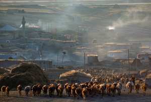 Eine große Herde Rinder zieht durch eine staubige ländliche Stadt zur Weide. Enrentepe, Türkei. von James L Stanfield