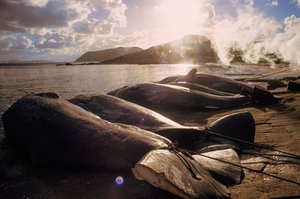 Geschlachtete Wale liegen nach einer Jagd am Strand. Frenchman Bay in der Nähe von Albany, Westaustralien von James L Stanfield