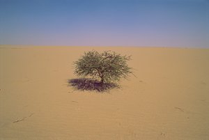 Isolierter Baum in einer Wüste in Niger, Afrika. Vielleicht "Arbre du Tenere" oder scheinbar gr... von James L Stanfield