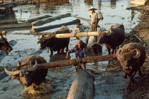 Wasserbüffel ziehen Hartholzstämme aus dem Fluss auf Flachwagen. Irrawaddy-Fluss, Burma.