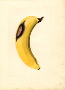 Banane (Musa) von James Marion Shull