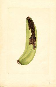 Banane (Musa) von James Marion Shull