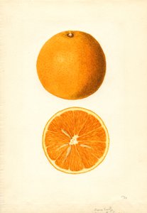 Boone Early Orangen (Citrus sinensis) von James Marion Shull