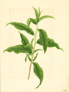 Zweig mit grünen Blättern vom Elberta-Pfirsichbaum (Prunus persica: Elberta) von James Marion Shull