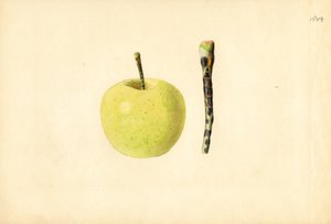 Golden Delicious Apfel (Malus domestica) von James Marion Shull