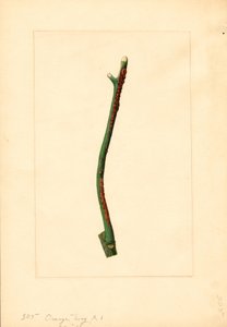 Orangenbaumzweig (Citrus sinensis: Valencia)