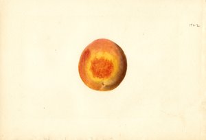 Pfirsich (Prunus persica: Elberta) von James Marion Shull