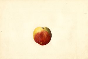 Pfirsich (Prunus persica: Elberta) von James Marion Shull