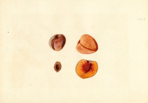 Pfirsiche (Prunus persica: Hutchkins)