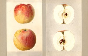 Wilson-Juni-Äpfel (Malus domestica)