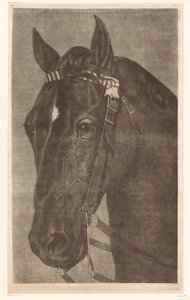 Kopf eines Pferdes mit Zaumzeug von James Newman Hodges