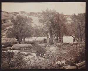Gethsemane [Jerusalem. Garten Gethsemane] von James Robertson