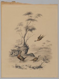 Drei Fasane, 1873 von James Ryder van Brunt