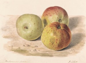 Der Sommer Lodden, Sept. 1832: Eine Stilllebenstudie von drei Äpfeln von James Sillett