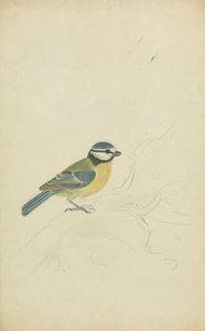 Eine Blaumeise von James Sowerby