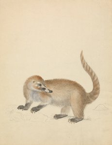 Ein Coatimundi