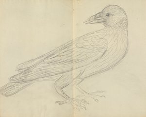 Eine Krähe von James Sowerby