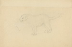 Ein Hund von James Sowerby