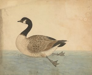 Eine Gans von James Sowerby
