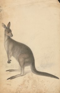 Ein Känguru mit drei Kängurus im Hintergrund von James Sowerby