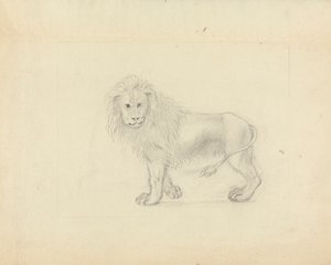 Ein Löwe