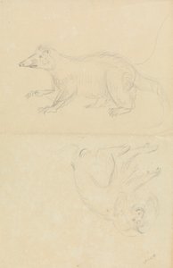 Ein Säugetier (Nasenbär?) und ein Primat (Marmoset?). Ein Nasenbär und ein Löwenkopf-Marmoset von James Sowerby