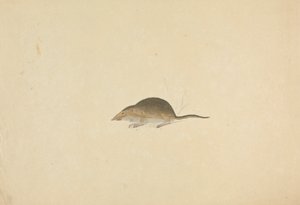 Eine Spitzmaus