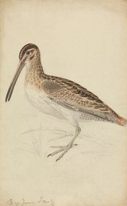 Eine Schnepfe von James Sowerby